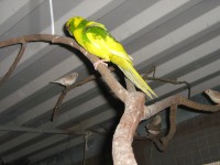 /album/kakarikis/tino-179-jpg1/